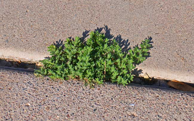 Herniaria hirsuta, Hairy Rupturewort, Southwest Desert Flora